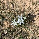 Ornithogalum trichophyllum flower picture by Rina Jeger (cc-by-sa)