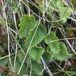 Betonica alopecuros leaf picture by Rohweder Karsten (cc-by-sa)