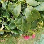 Bougainvillea glabra leaf picture by Ferraz Carlos (cc-by-sa)