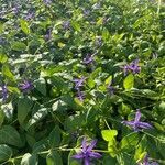 Vinca herbacea habit picture by Gilles Istin (cc-by-sa)