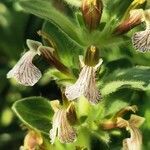 Ajuga laxmannii flower picture by Erol Ridvan Cocoi (cc-by-sa)