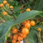 Solanum bonariense fruit picture by Pablo (cc-by-sa)