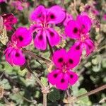 Pelargonium magenteum flower picture by David McDonald (cc-by-sa)