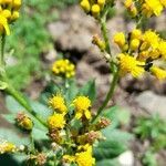 Senecio deferens flower picture by Trap Hers (cc-by-sa)