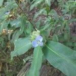 Commelina virginica flower picture by Bentley Reynolds (cc-by-sa)