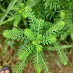 Phyllanthus amarus leaf picture by Anindya Chaudhuri (cc-by-sa)