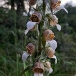 Digitalis lanata flower picture by manos mpouts (cc-by-sa)