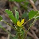 Medicago laciniata flower picture by M. Hedayat (cc-by-sa)