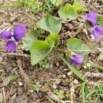 Viola sororia habit picture by William Coville (cc-by-sa)