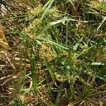 Cyperus alternifolius flower picture by Sánchez García Juan P. (cc-by-sa)