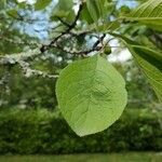 Prunus domestica leaf picture by Guy Giblin (cc-by-sa)