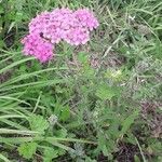 Achillea distans habit picture by Eric Favre (cc-by-sa)