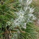 Eryngium alpinum habit picture by Irène MARIETTE (cc-by-sa)