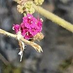 Boerhavia coccinea flower picture by Heiner Holtkötter (cc-by-sa)