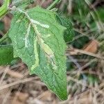 Bupleurum praealtum leaf picture by Michel Ambroise (cc-by-sa)