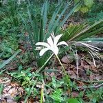 Zephyranthes treatiae flower picture by Therese Stewart (cc-by-sa)