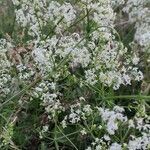 Galium boreale habit picture by Dieter Albrecht (cc-by-sa)