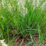 Lamarckia aurea habit picture by Sergio costantini (cc-by-sa)