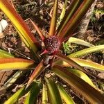 Ananas comosus flower picture by gaston marcel (cc-by-sa)