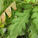 Bocconia frutescens leaf picture by Augustin Soulard (cc-by-sa)