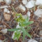 Linaria micrantha flower picture by Albanese Mattia (cc-by-sa)