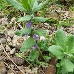 Ajuga integrifolia habit picture by susan brown (cc-by-sa)