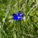 Gentiana nivalis habit picture by Jean-François Baudin (cc-by-sa)