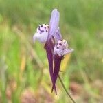 Linaria amethystea flower picture by Jesus Toledano (cc-by-sa)