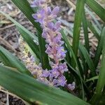 Liriope muscari flower picture by Eli Bou (cc-by-sa)