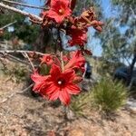 Brachychiton bidwillii flower picture by aria salan (cc-by-sa)