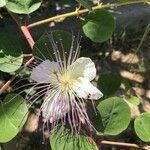 Capparis spinosa flower picture by Atilla şükrü Nilgün (cc-by-sa)