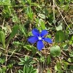 Gentiana bavarica flower picture by dominique BAHÉ (cc-by-sa)