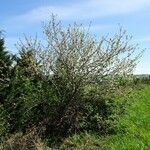 Malus domestica habit picture by Alain Bigou (cc-by-sa)