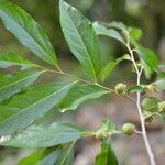 Diospyros acapulcensis leaf picture by Nelson Zamora Villalobos (cc-by-nc)