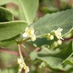 Gymnosporia senegalensis flower picture by Sylvain Piry (cc-by-sa)