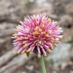 Gomphrena pulchella flower picture by Trap Hers (cc-by-sa)