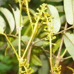 Alfaroa guanacastensis habit picture by Nelson Zamora Villalobos (cc-by-nc)