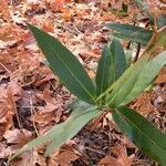 Umbellularia californica leaf picture by Helen Chu (cc-by-sa)