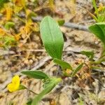 Coronilla repanda leaf picture by Steve Orridge (cc-by-sa)