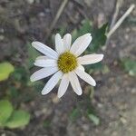 Tanacetum corymbosum flower picture by Mat Ord (cc-by-sa)