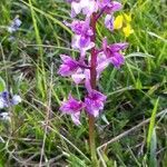 Orchis mascula habit picture by hely (cc-by-sa)