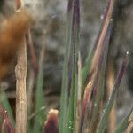 Agrostis foliata leaf picture by Fabien Anthelme (cc-by-sa)