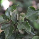 Croton niveus habit picture by Nelson Zamora Villalobos (cc-by-nc)