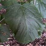 Tilia americana leaf picture by Scott Gibson (cc-by-sa)