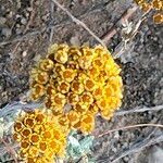 Helichrysum anomalum flower picture by Maarten Vanhove (cc-by-sa)