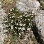 Minuartia recurva flower picture by laurent boniface (cc-by-sa)