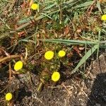 Cotula coronopifolia flower picture by haverkort bertus (cc-by-sa)