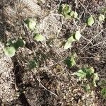 Abutilon hirtum habit picture by Rudy BANOR (cc-by-sa)