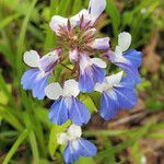 Collinsia verna flower picture by K O (cc-by-sa)