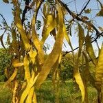 Gleditsia triacanthos fruit picture by vituper (cc-by-sa)